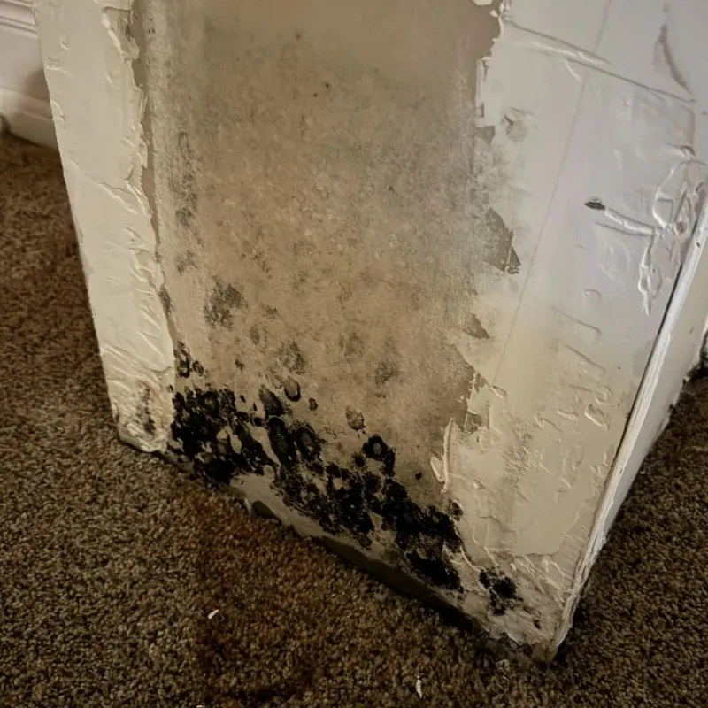 Professional Mold Removal in Calhoun Falls, SC